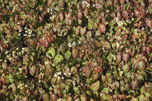 Fairy wings epimedium