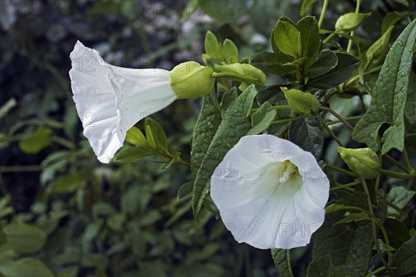 Hedge bindweed