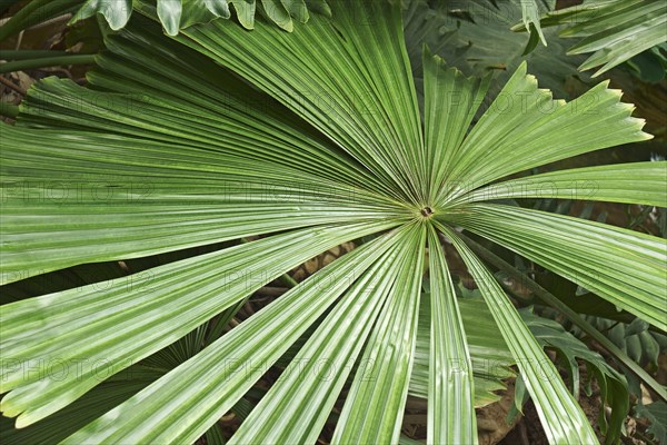 Australian fan palm