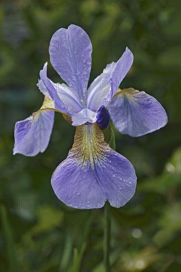 Siberian iris