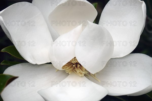 Southern magnolia