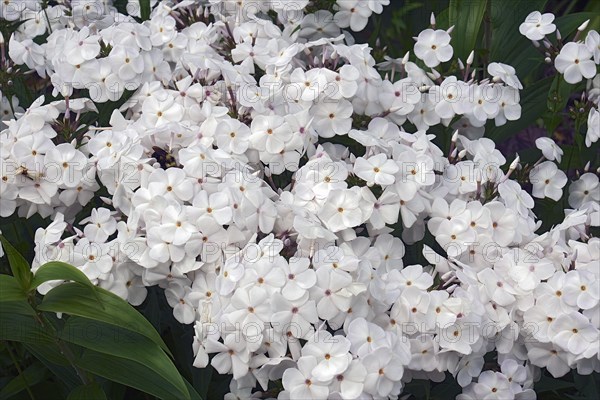 Garden phlox