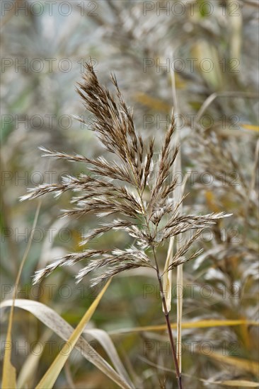 Common reed