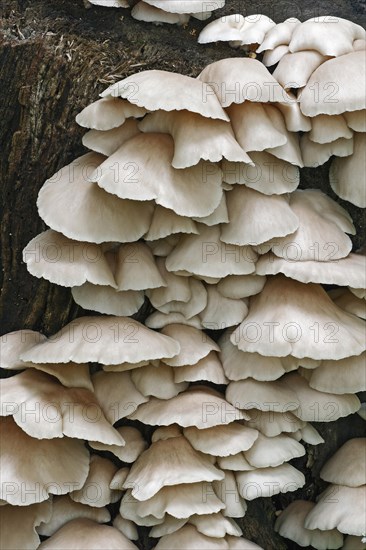 Summer oyster mushrooms