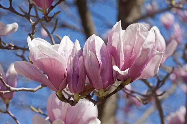 Saucer magnolia