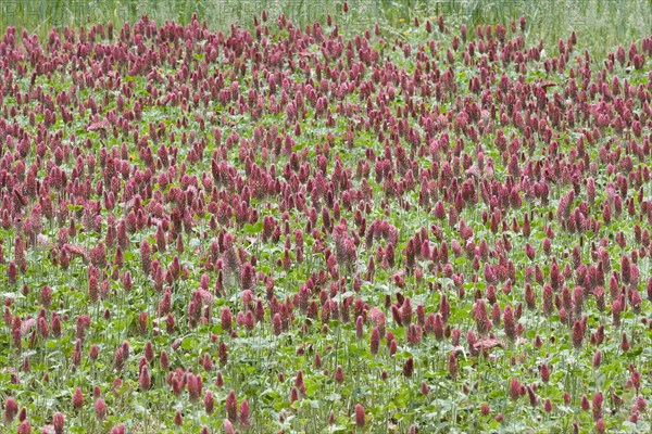 Crimson clover