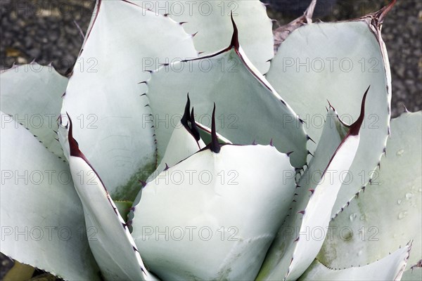 Artichoke agave