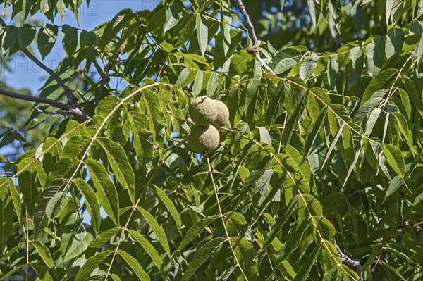 Eastern black walnut