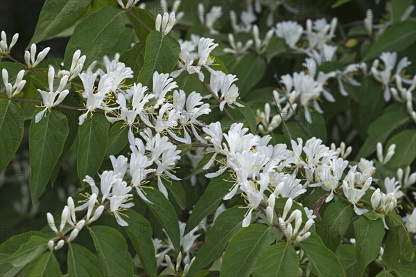 Amur honeysuckle