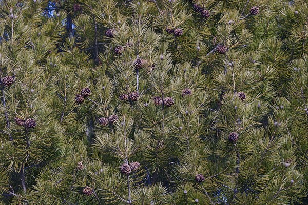 Lace-bark pine