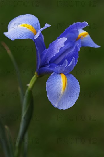 Dutch iris