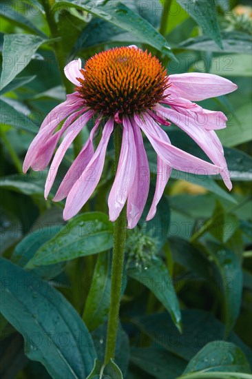 Purple coneflower