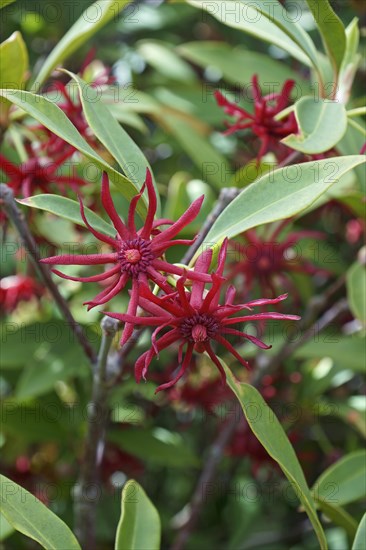 Purple anise