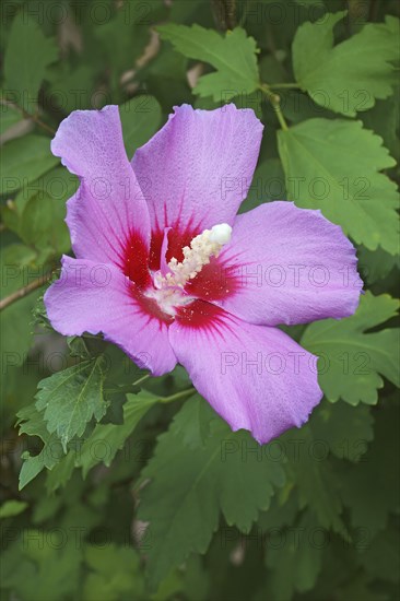 Rose of Sharon