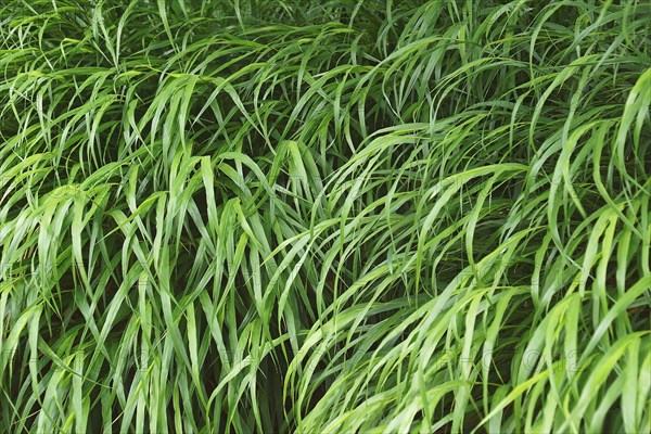 Japanese forest grass