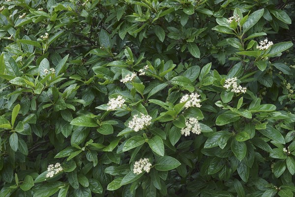Smooth viburnum