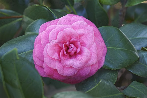 Japanese Camellia