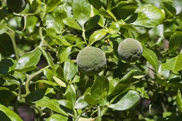 Trifoliate citrus