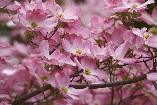 Flowering Dogwood