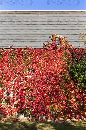 Facade greening with autumn leaves on a building of the Rhein-Sieg-Gymnasium