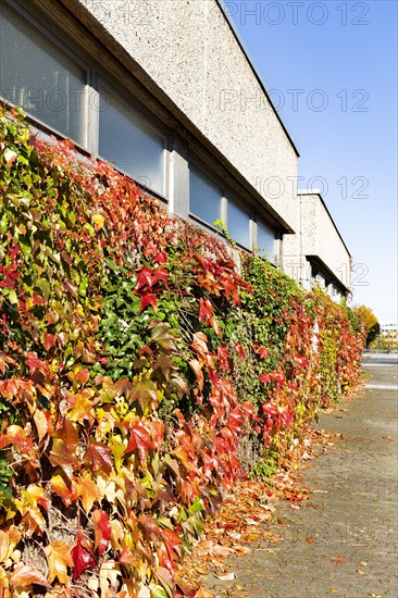 Facade greening with autumn leaves on a building of the Rhein-Sieg-Gymnasium