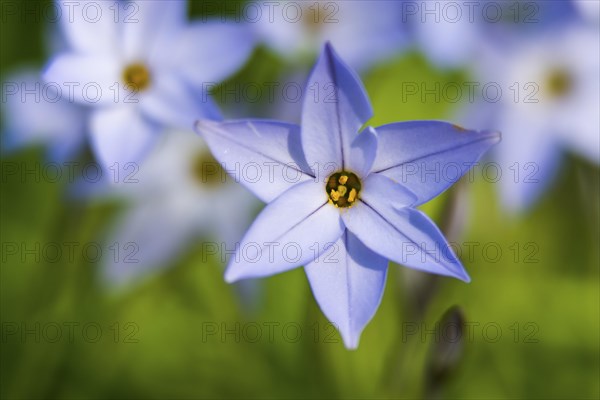 White lily