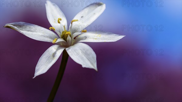 White lily