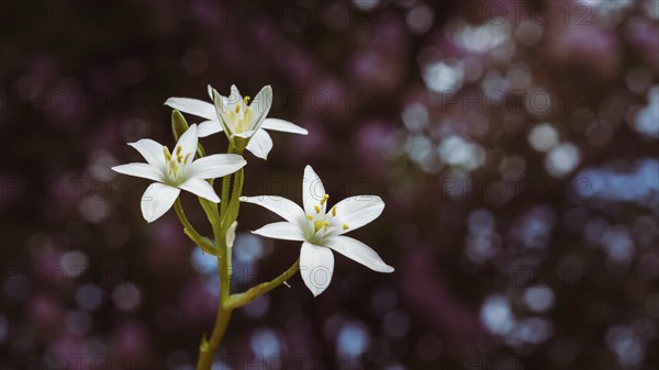 White lily