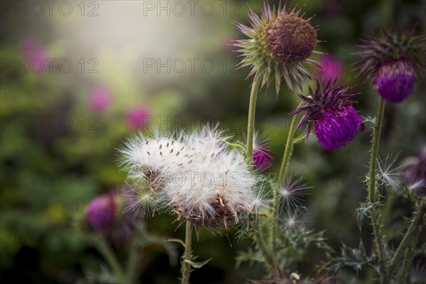 Milk thistle