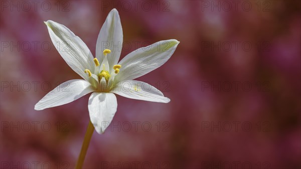 White lily