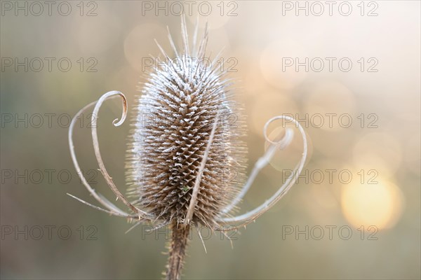 Wild teasel