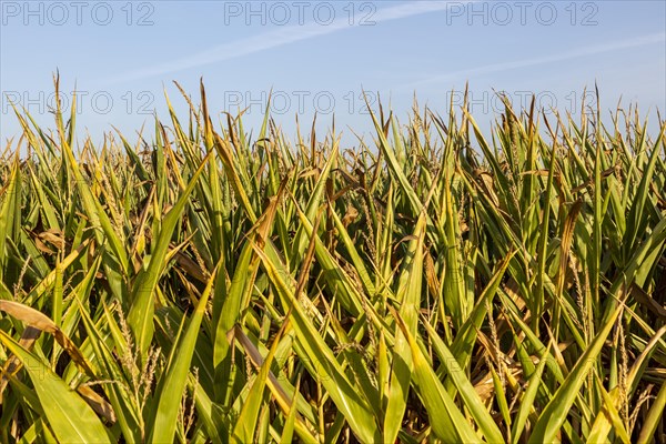 Side view of sweetcorn maize plants growing in a field