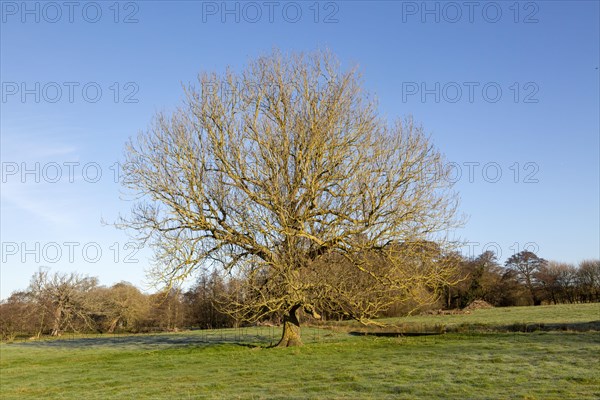 Leafless ash tree