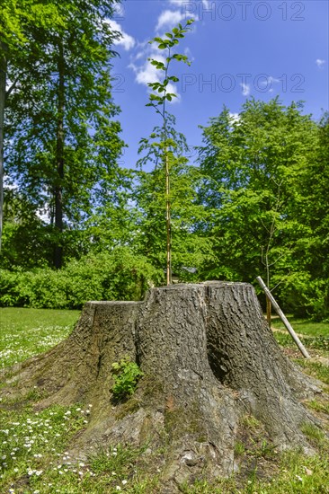 Beech