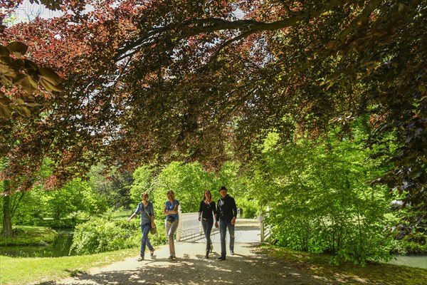 Copper beech