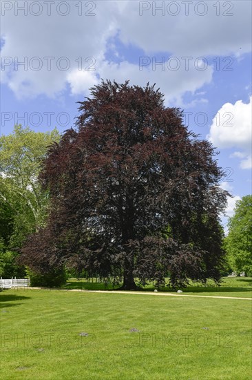 Copper beech