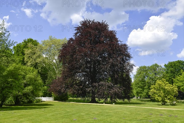 Copper beech