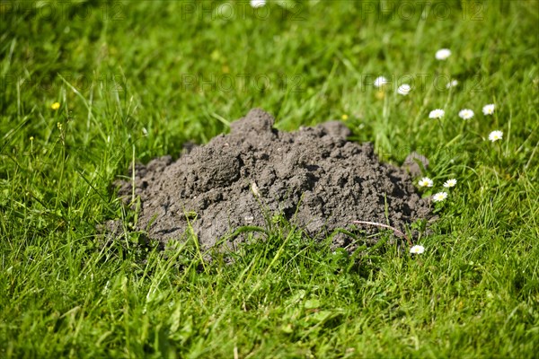 Mole pile