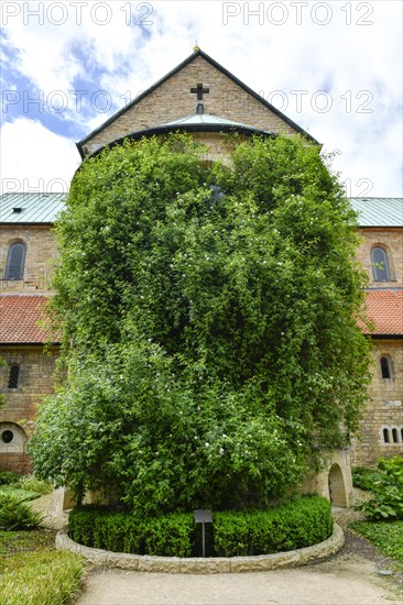 1000-year-old rosebush