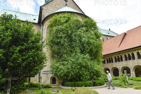 1000-year-old rosebush