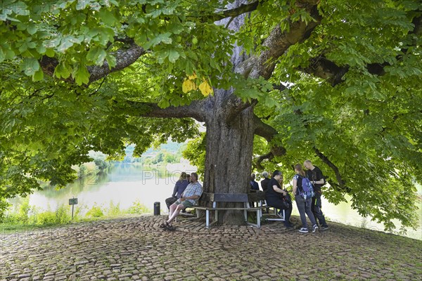 Chestnut tree at the Weserstein at the confluence of the Werra and Fulda rivers to form the Weser