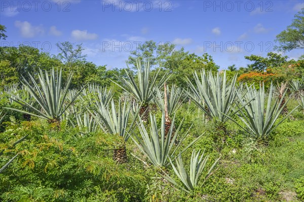 Henequen Agave