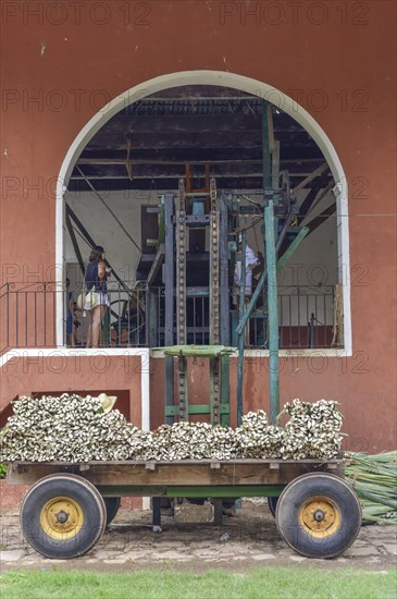 Delivery of Henequen Agaves