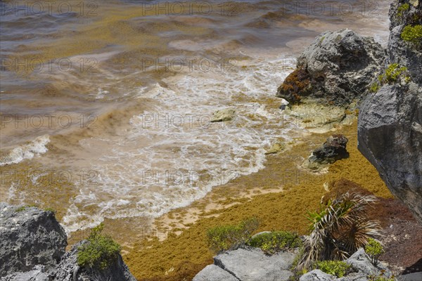 Brown algae