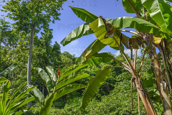 Tropical jungle