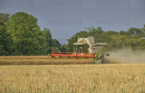 Rape harvest