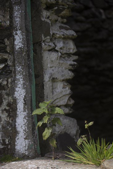 Nettles growing in window of decaying house on Great Blasket Island. County Kerry