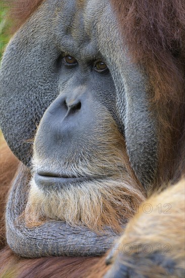 Orangutan