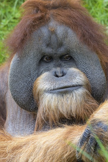 Orangutan