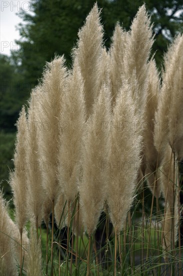 Pampas grass